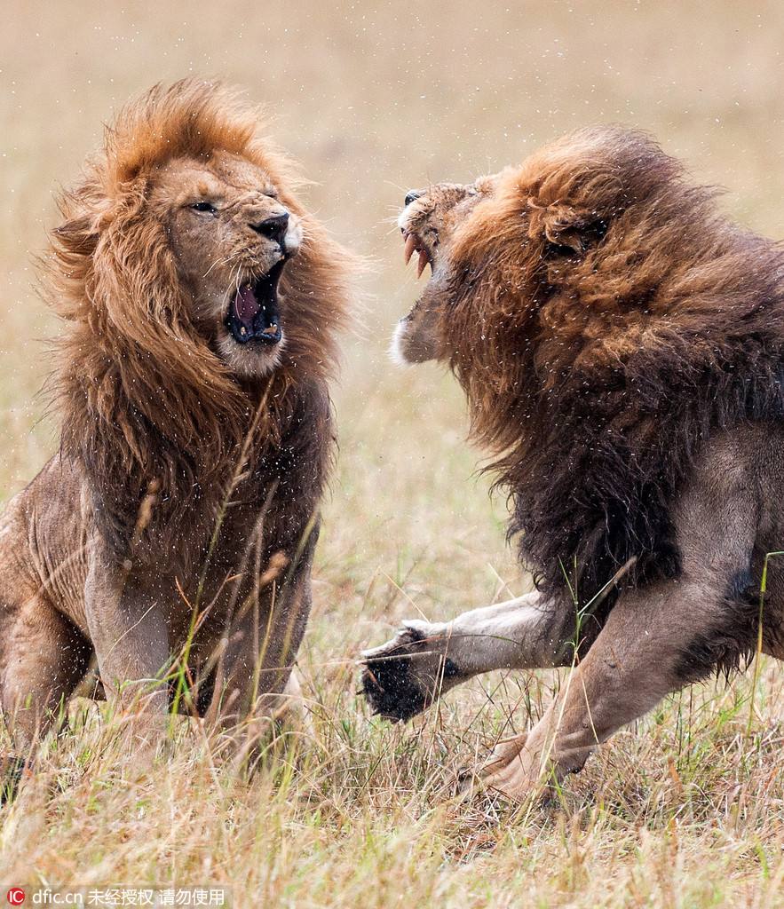 大家拭目以待!双雄争霸