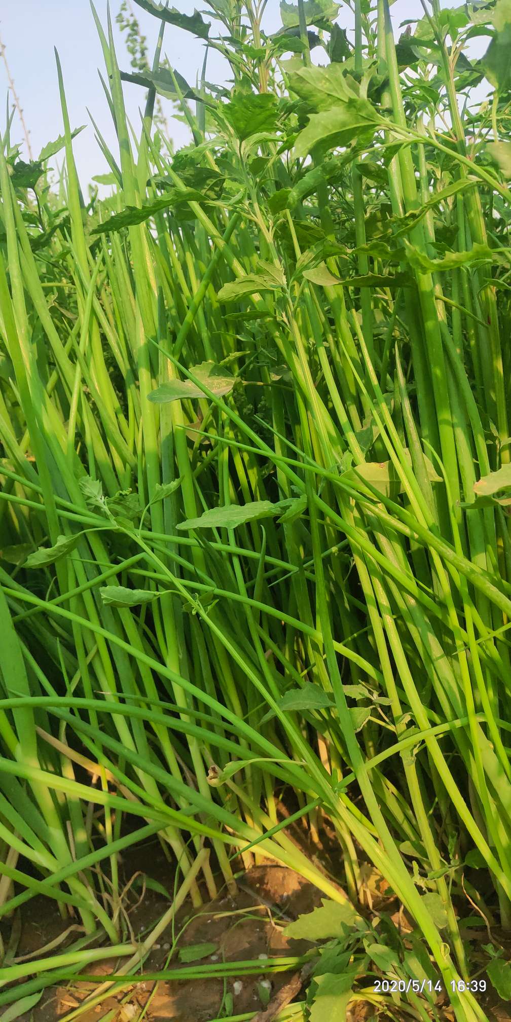 日本股市上涨 日经225指数涨逾1%