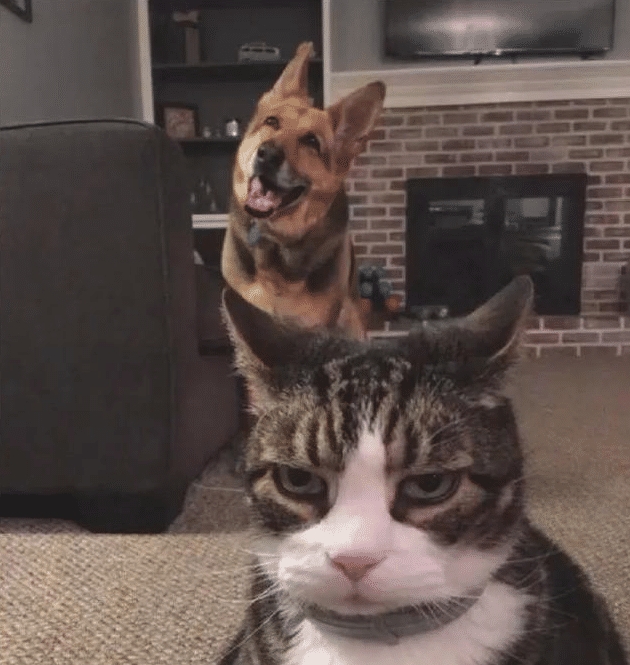 我就看看,一毛不拔,前面是唱多的(猫),后面是看戏的