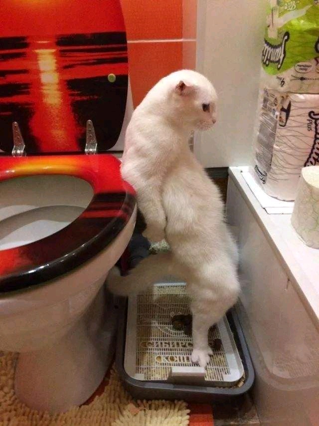 德马,是花呗催债短信!害得老娘屎都没拉