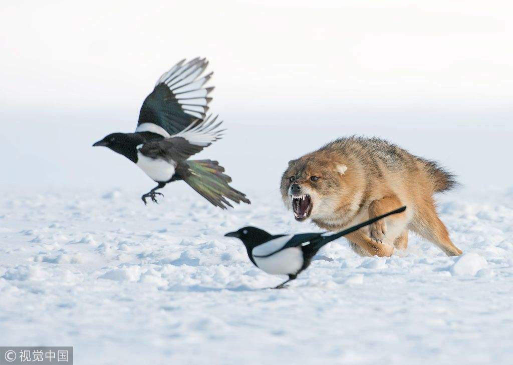 从洗盘方式,封板时间,大单吃货比,毫无疑问你是龙一