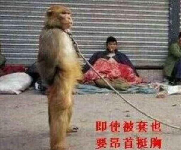 好困惑想一下困顿即使被套也要昂首挺胸直面猴人生