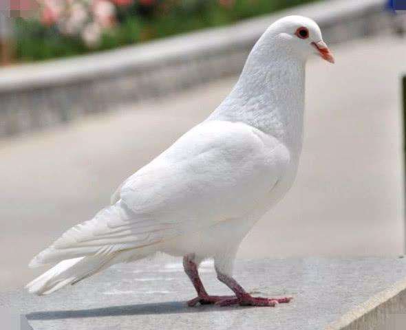 退市银鸽吧(600069.sh) 正文