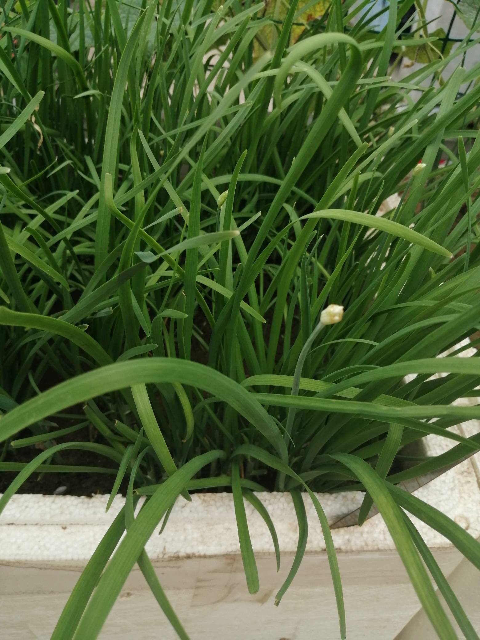 我是一棵小小的韭菜,深深的套在非光之中[大哭][大哭][大哭]