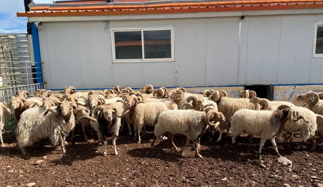 中视传媒吧 正文阿旺绵羊是青藏高原的特色畜种,具有极强的生存能力