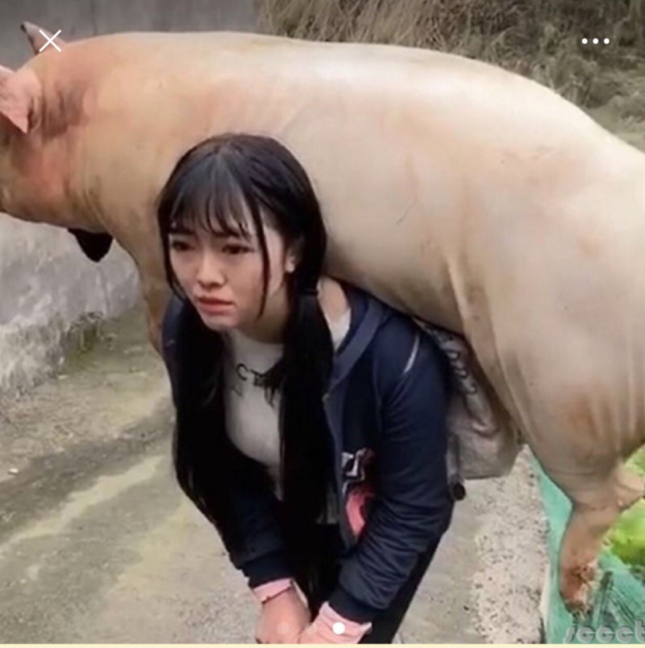 卖猪真的钱都没了,我好辛苦广泰.