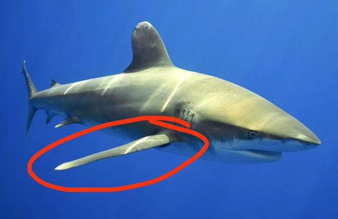鲨鱼臂膀图片图片
