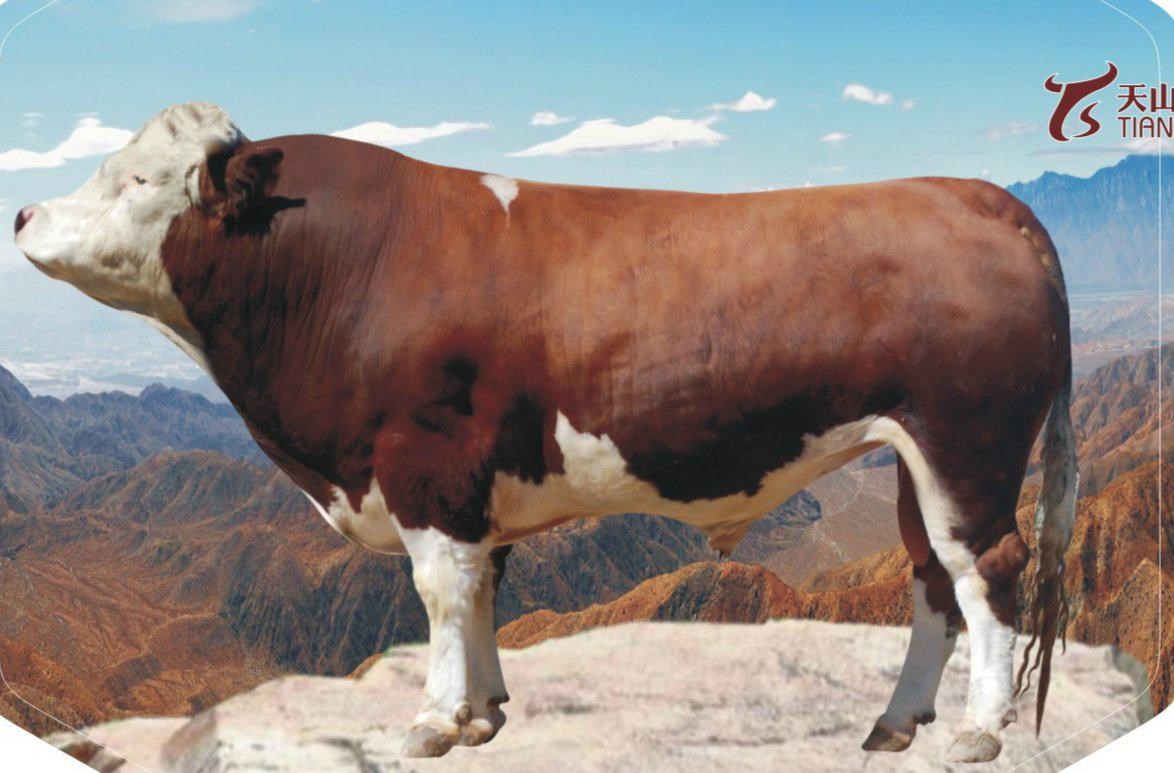 喜欢牛牛的妹子