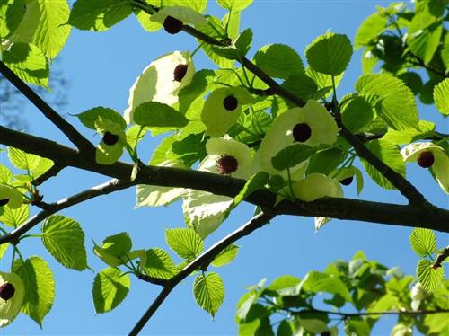 这是距今6000万年前新生代第三纪古热带植物区系的孑遗植物,在第四纪