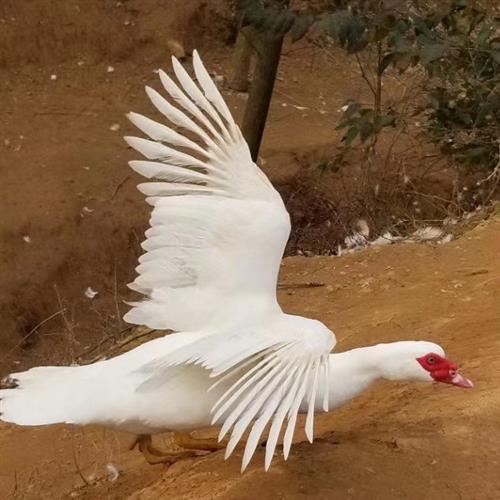 阳新屯鸟湖北省阳新县特产中国国家地理标志产品这种四不象般的珍稀