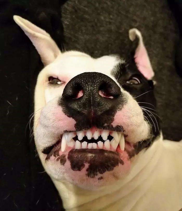 酒1574酒1574酒1574,不过丧家犬一只,最近领不到狗粮了,就开始出来