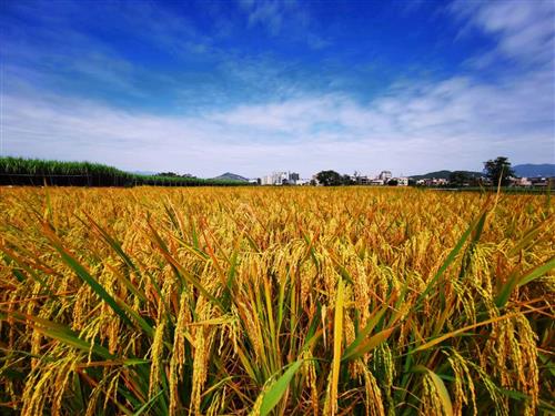 稻香是因为肥沃的土壤,优良的种子和辛勤的耕耘.这稻子有一米高,有一