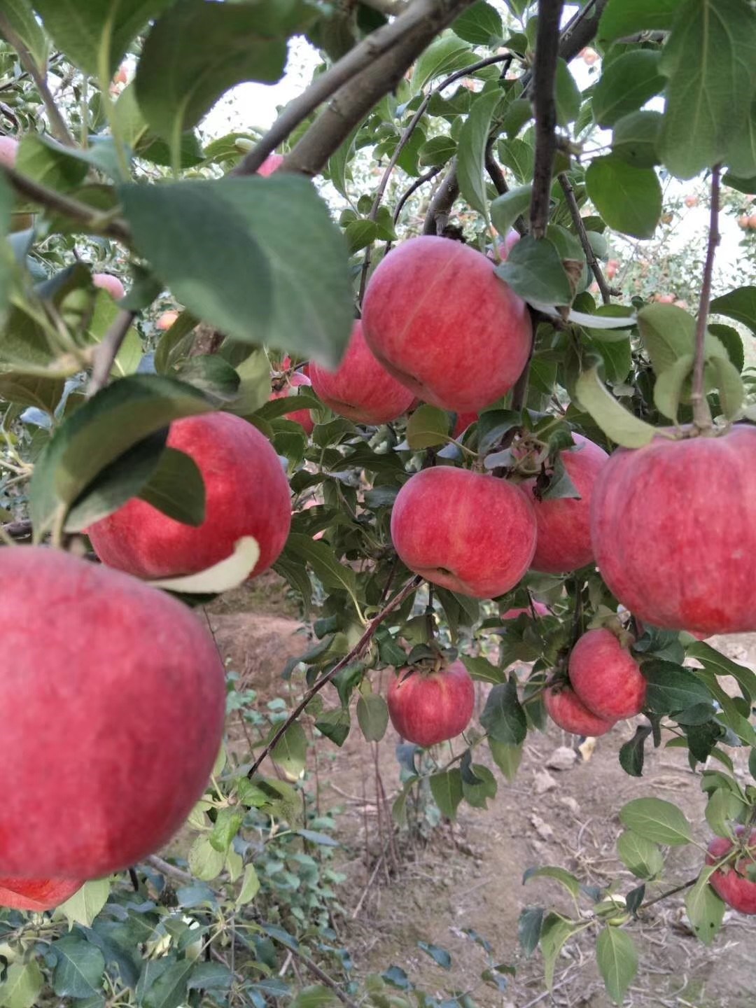 新疆阿克苏红旗坡正中冰糖心苹果才卖5元一公斤.