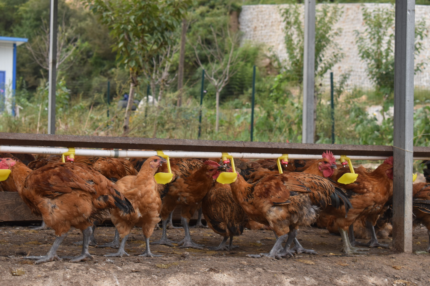 搭电商平台建养殖基地易家有机电商平台越做越红火