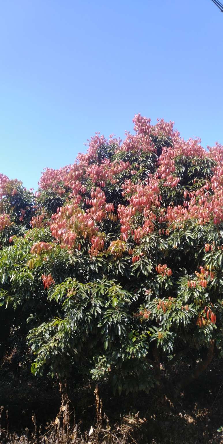 今天在南昆山脉,看到冬天荔枝树发新叶唤发生机勃勃景色