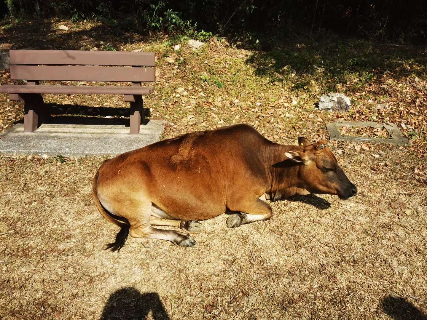 牛趴着的正确姿势图片