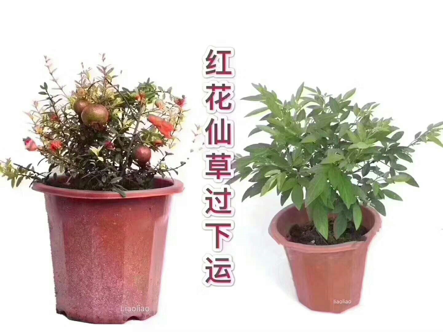 新公告说13号要砸2500万股,明早涨一把就出,出了