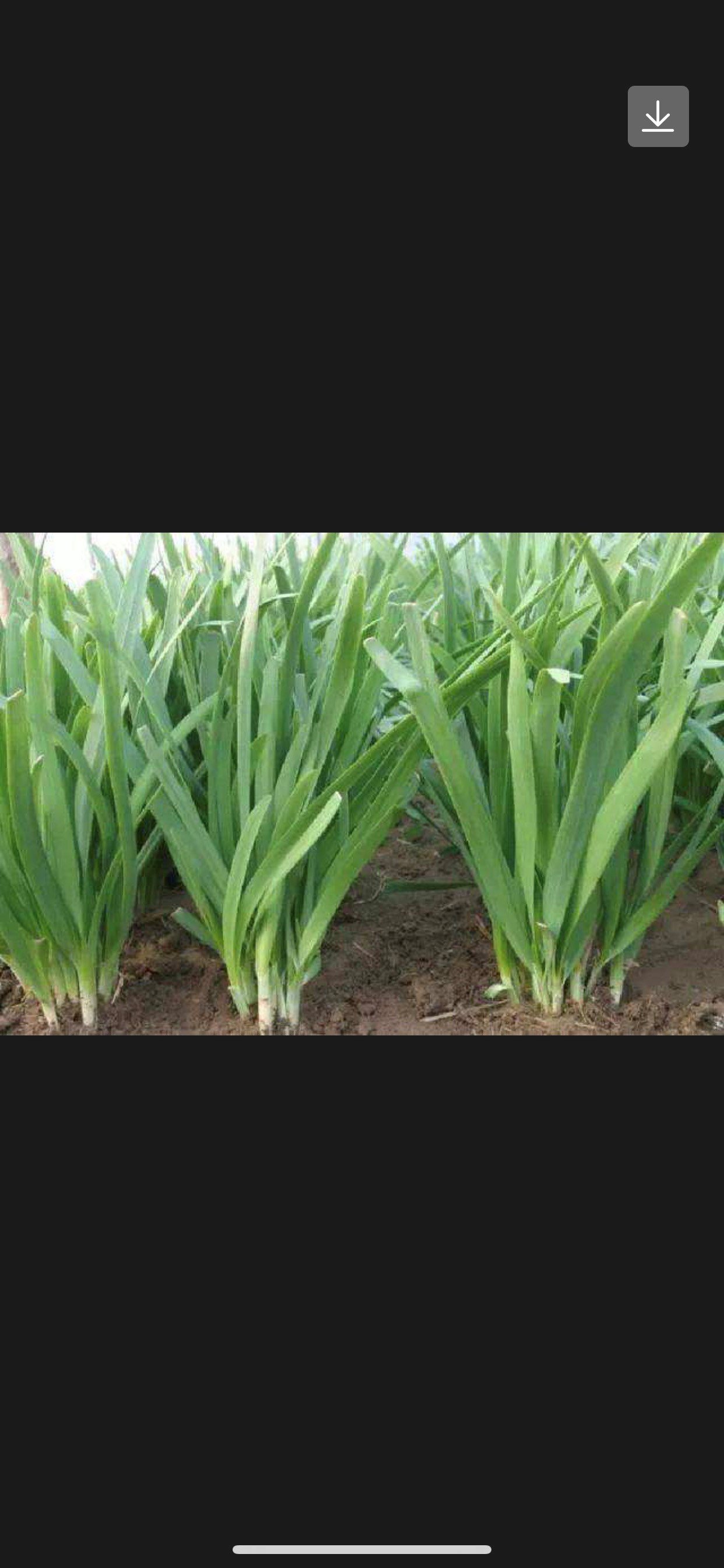 黑色礼拜五,又高又茂盛的小韭菜,镰刀准备好了.[悠闲][悠闲]