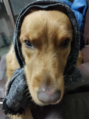 中粮科技看着金龙鱼干瞪眼