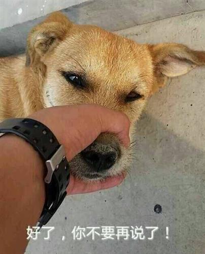 大家好我已经把独孤嘴封上了要是上午没涨停就乖他早上乱说话了要是