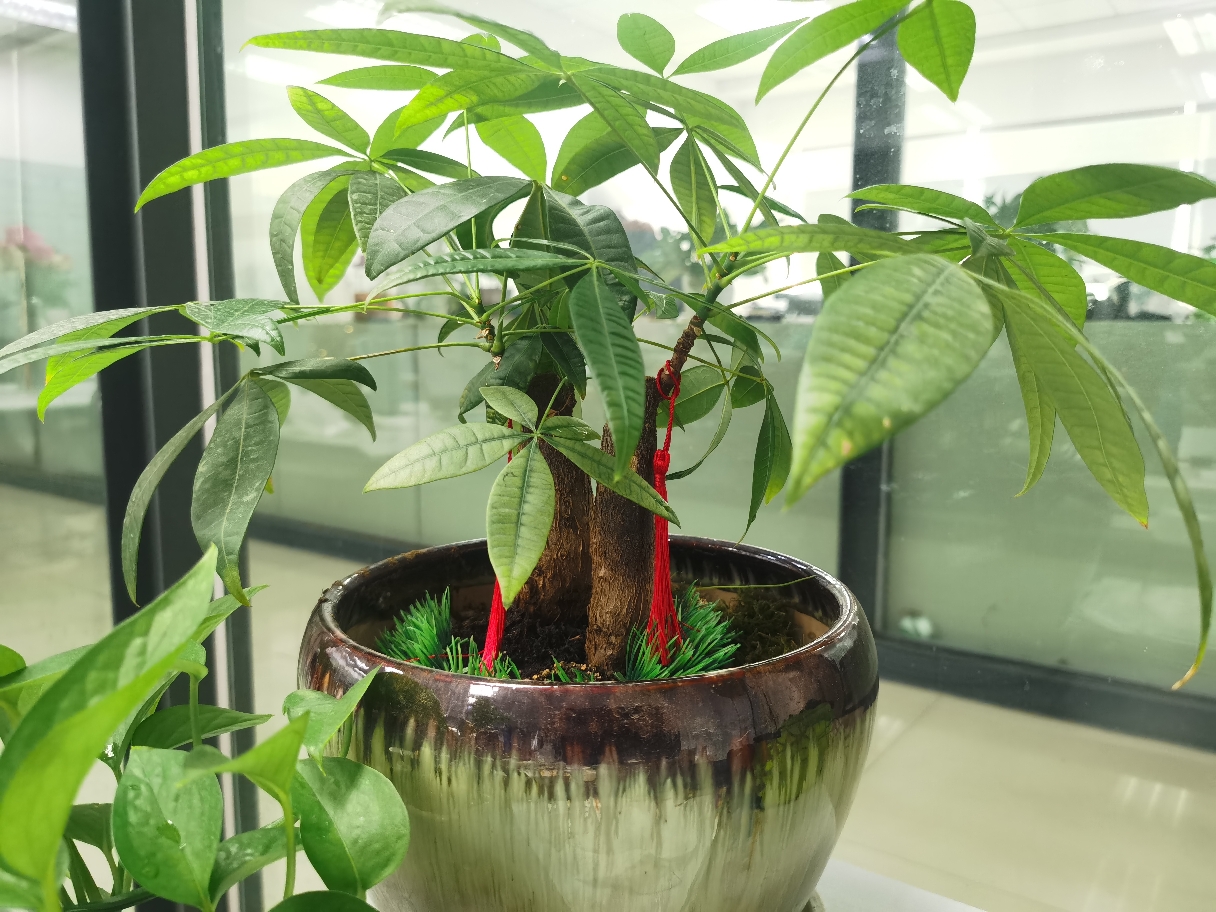 为了白酒能红,我穿了红内裤红内衣红袜子,还给我的发财树系上了红绳子