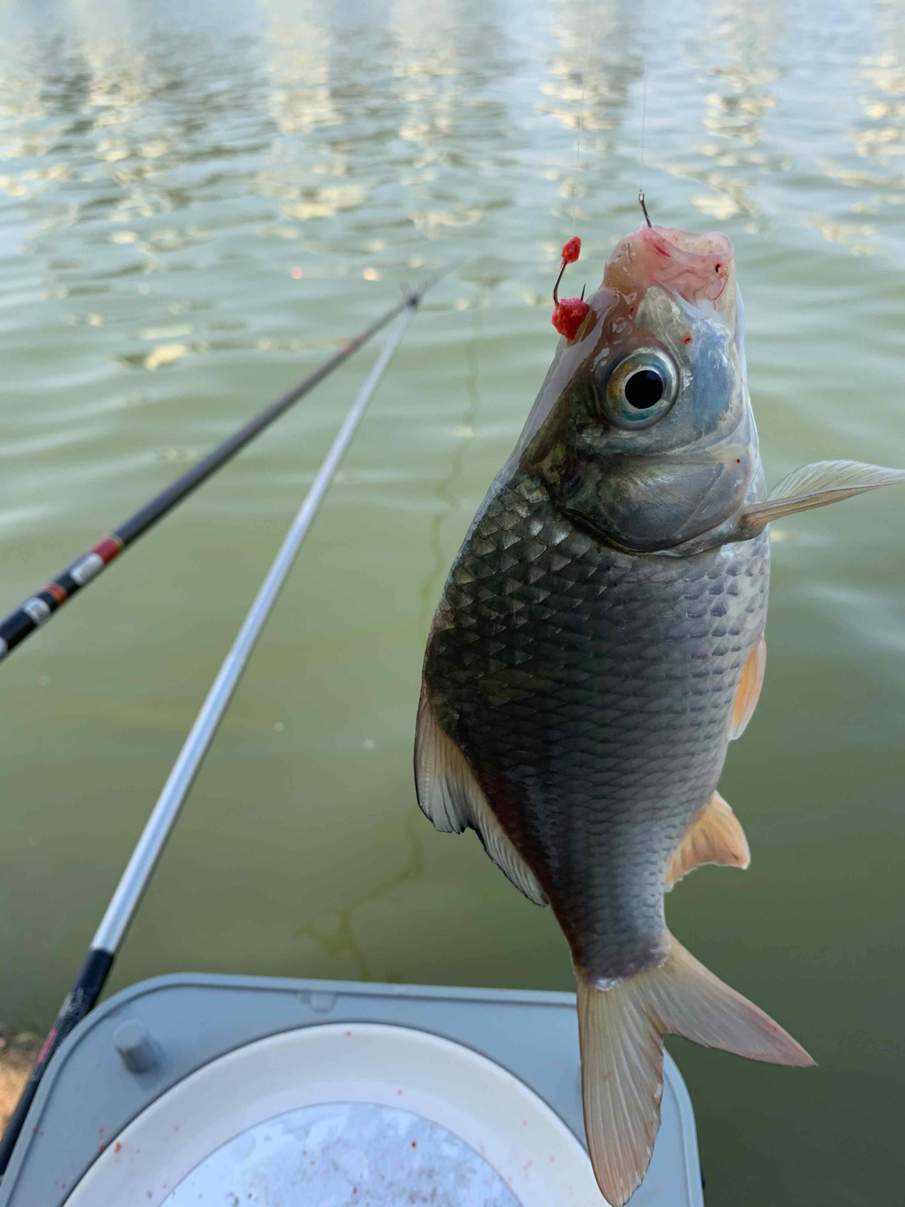 太公钓鱼,愿者上钩