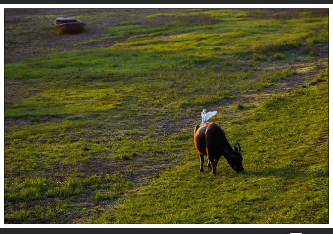2021年凤凰骑牛展翅高飞