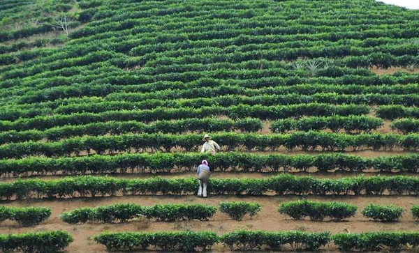 臺地茶是指採製於建國侯發展起來的密植茶園的茶,該類茶園的基本特點