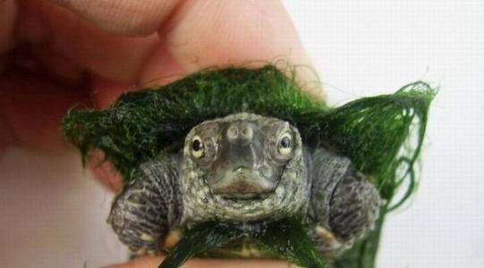 绿帽王八泔源厄庄太怂有种出来给自己挣个脸 