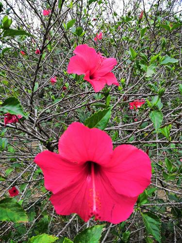 可转债转股价不能低于净资产下调无望