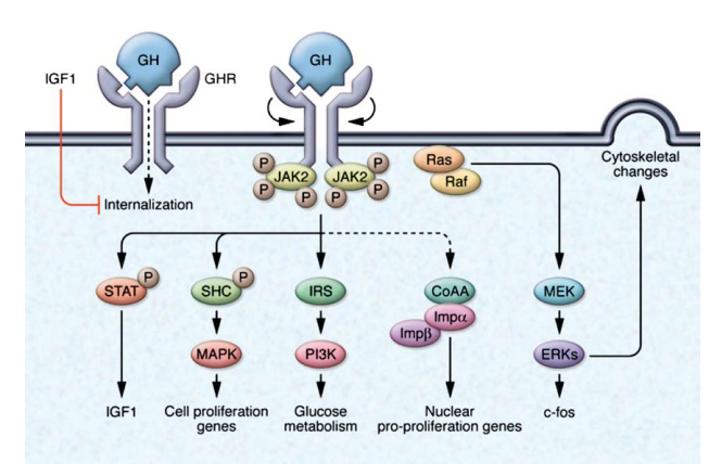 (生长激素-生长激素受体(gh-ghr)信号传递示意图)已开展的研究结果