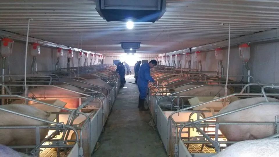 正邦攻克"猪芯片"!"卡脖子"难题