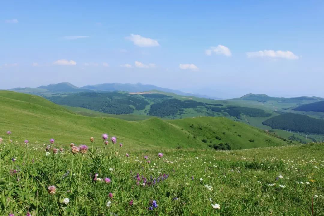 高山草甸图片微信图片