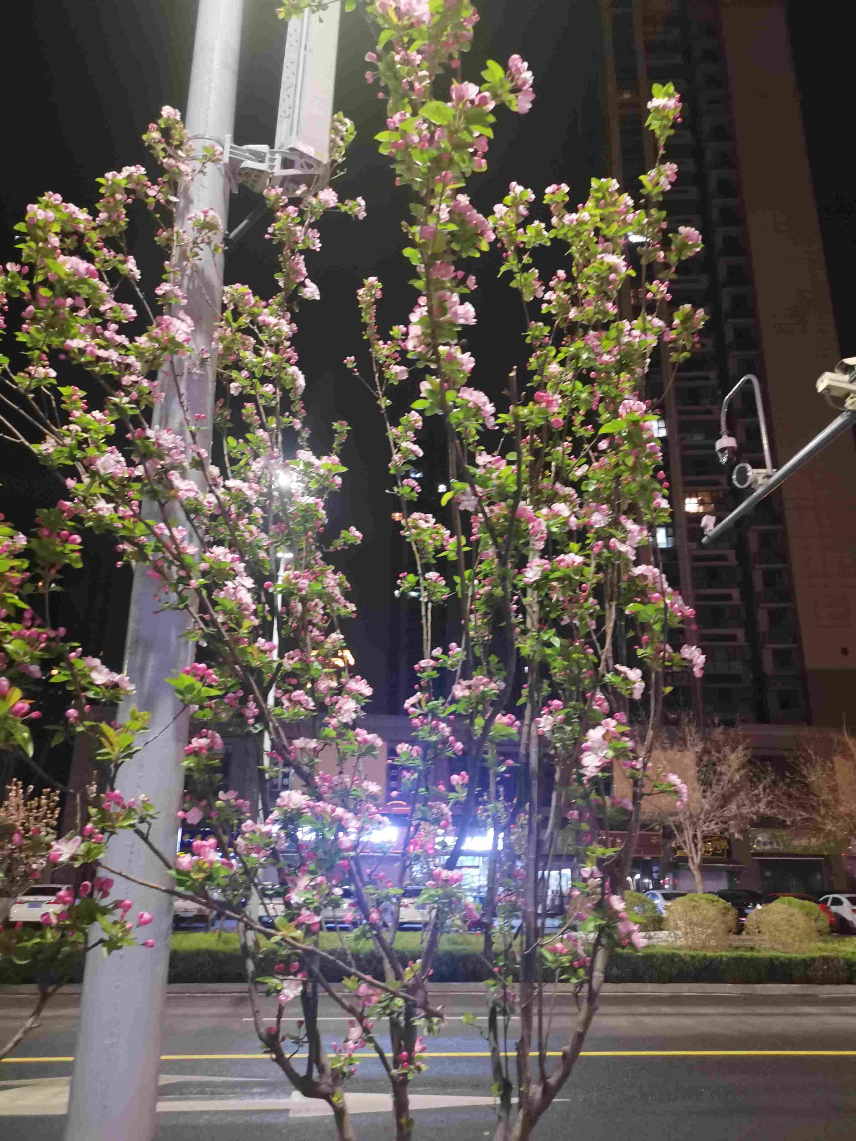 3月20日晚上济南路边的的苹果树花已经盛开了
