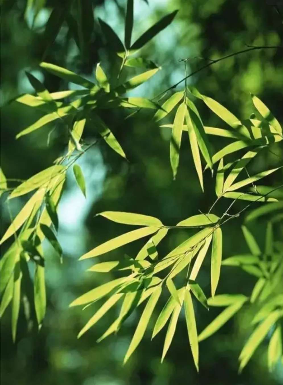 竹子定律竹子用4年仅长3cm从第五年每天长30cm仅6周长15米人生亦是
