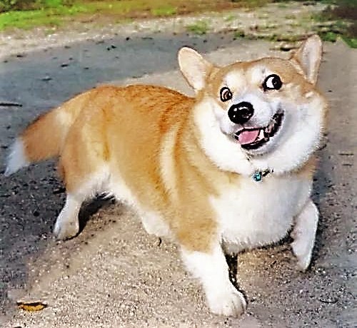 让徐大狗高兴起来?