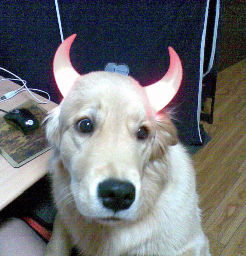 呦呵这年报是狗长犄角洋式儿的