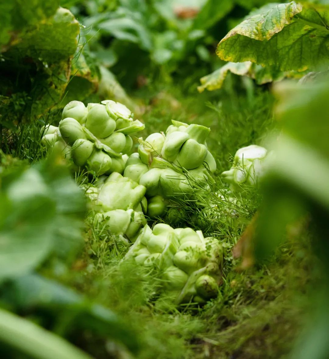 乌江榨菜:一颗青菜头的世界之旅