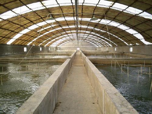 海参育苗池喜迎丰收