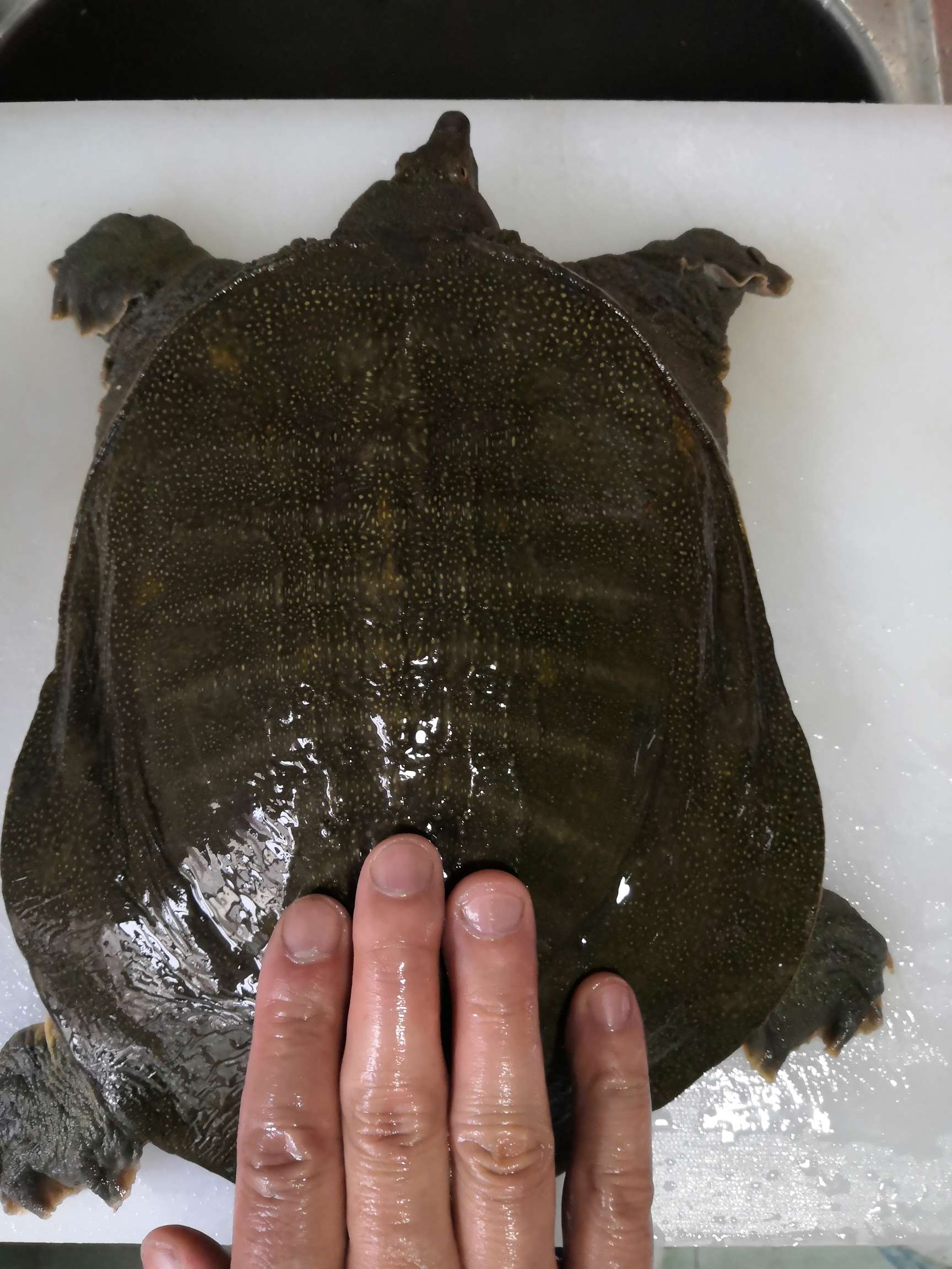 进了点货,赚了钱准备买只大王八,炖牛鞭!