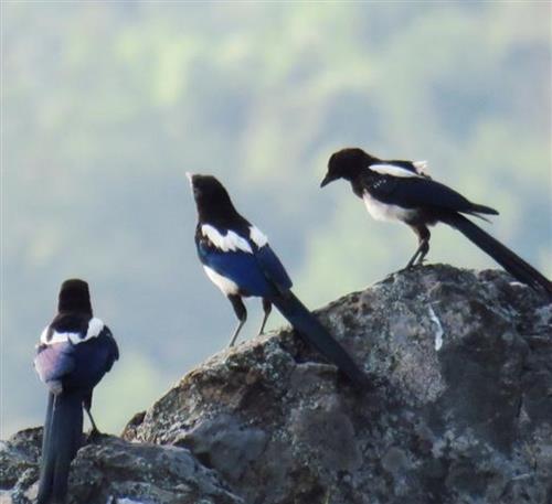 三只喜鹊闹枝头