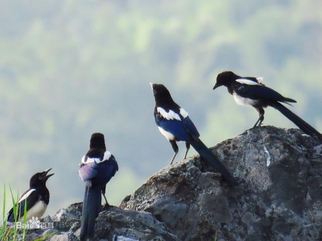 刚出门看见两只喜鹊!双喜临门!我宣布下周强裁 业绩预告大涨!