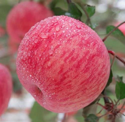 小苹果10合约下午暴跌300点见,05极端行情4000点.