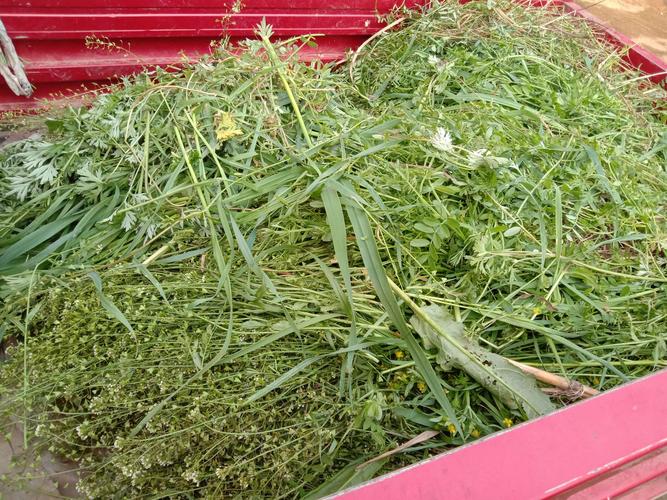 割草鸡鸡菜野燕麦笕母叶宛豆芽喂兔都吃