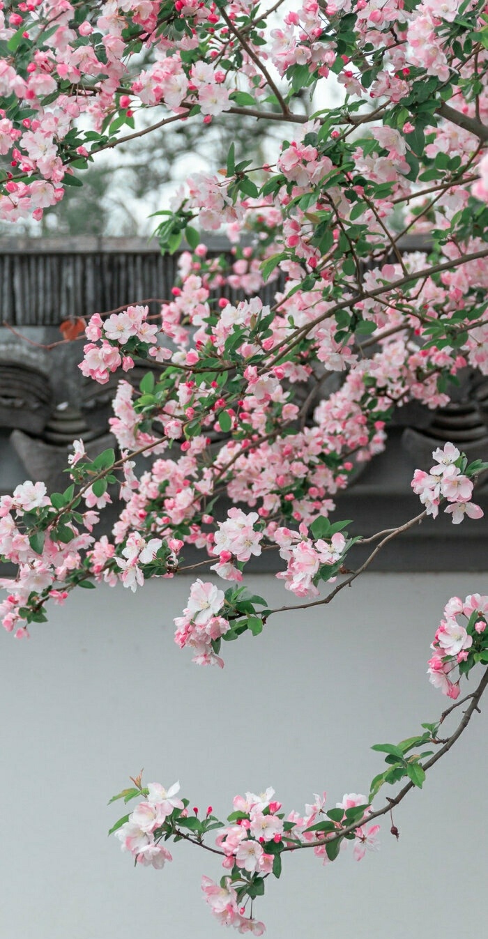 海棠花图片高清 古风图片