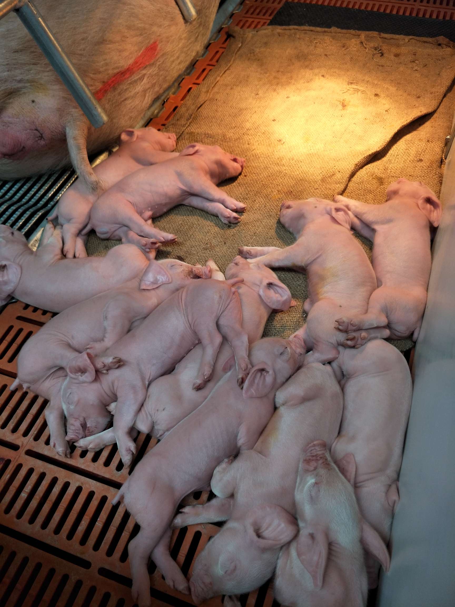 给大家看看正邦在广西的繁育猪场内部照片