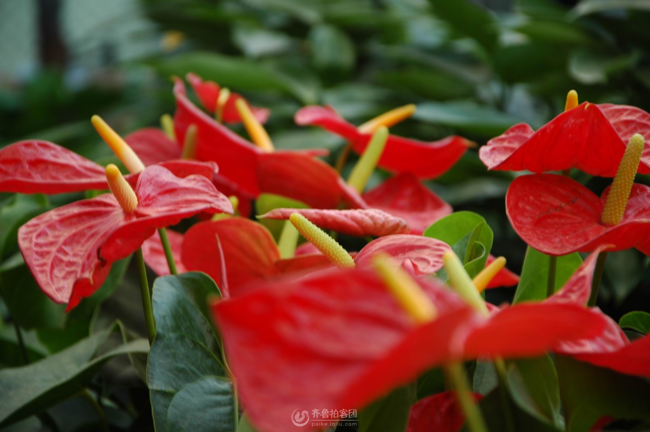 资本市场标志性事件今天中国版集体诉讼第一案来了