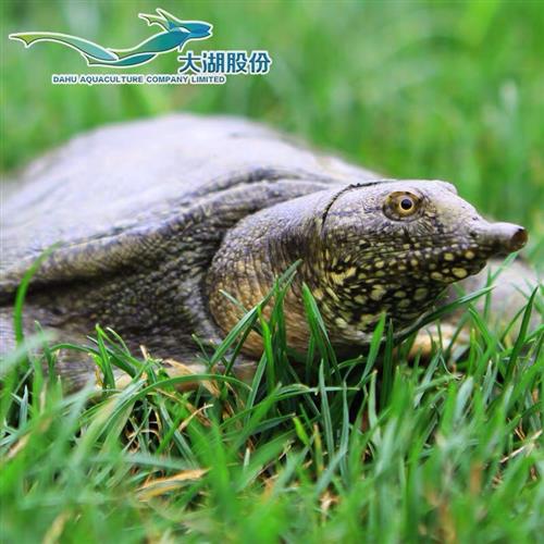 大家赚了钱的兄弟不买酒也买点大湖股份的生态甲鱼吧我之前买过很好吃