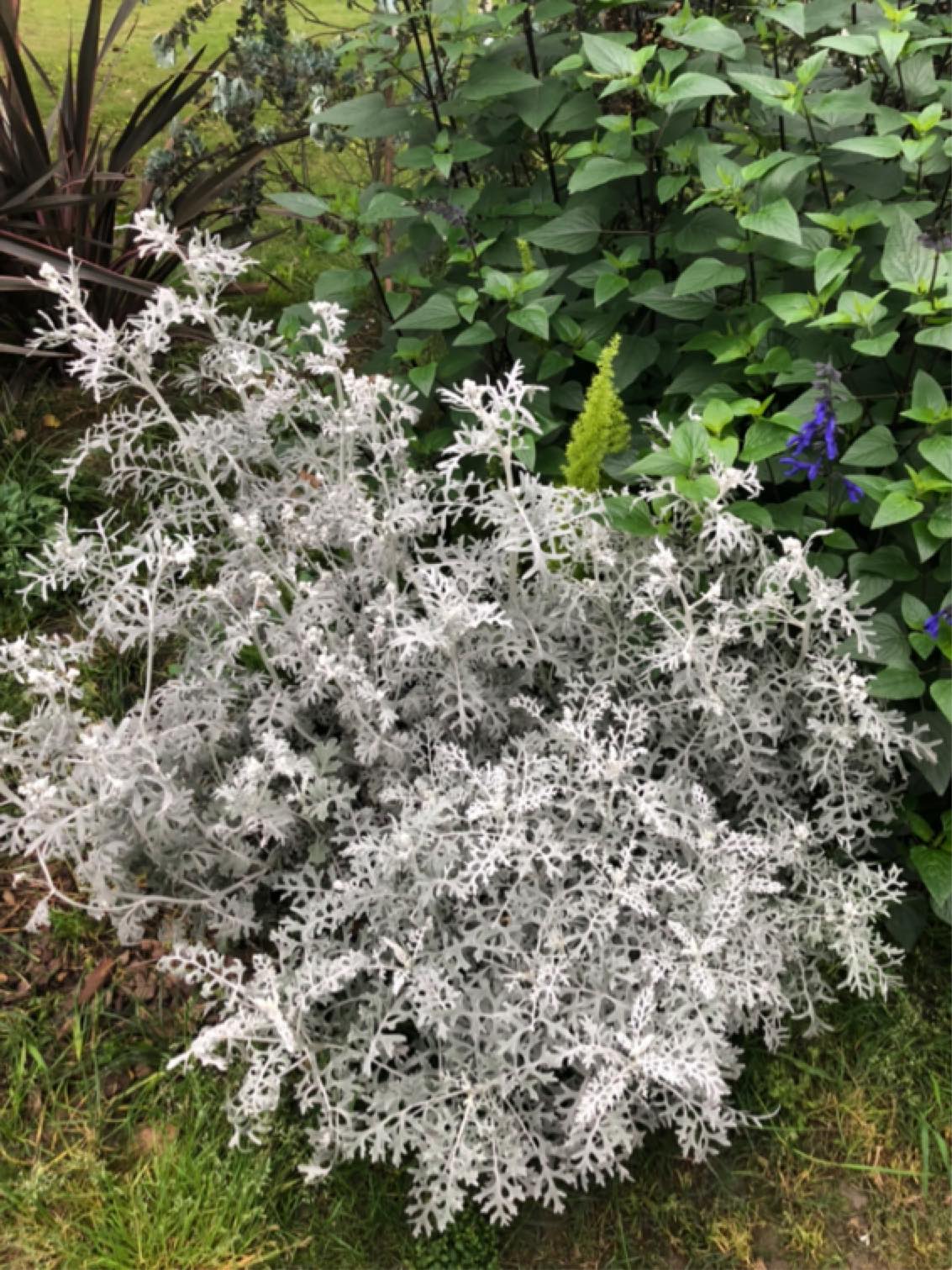 这是什么玩意?银色的草