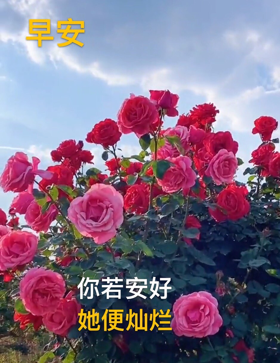 可怜的牛儿身上沾满了跳蚤不付出代价这跳蚤如何清理